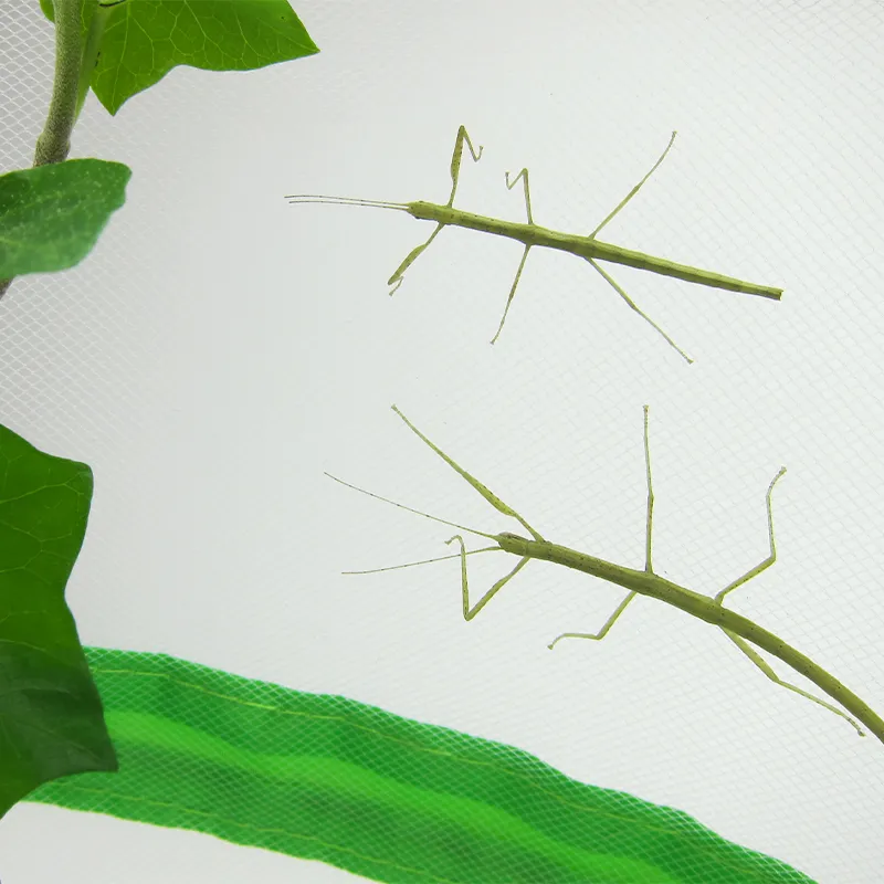 Zuchtset "Stabschrecken", 3-tlg.