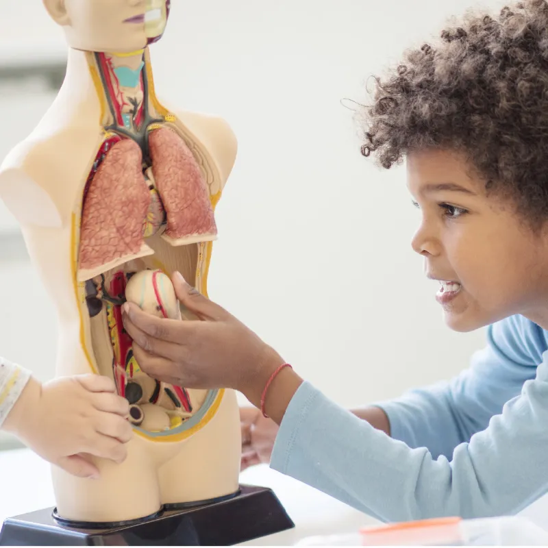 Bål mänsklig överkropp, 50 cm