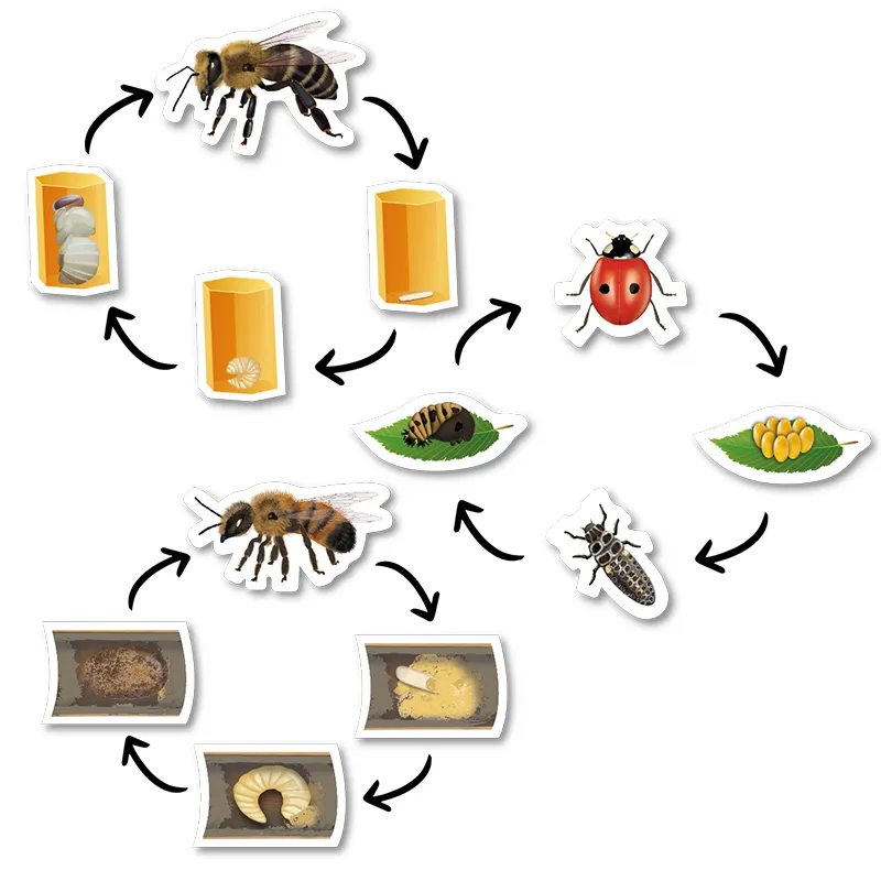 Set Lebenszyklus "Schmetterlinge & Co.", magnetisch, 32-tlg.