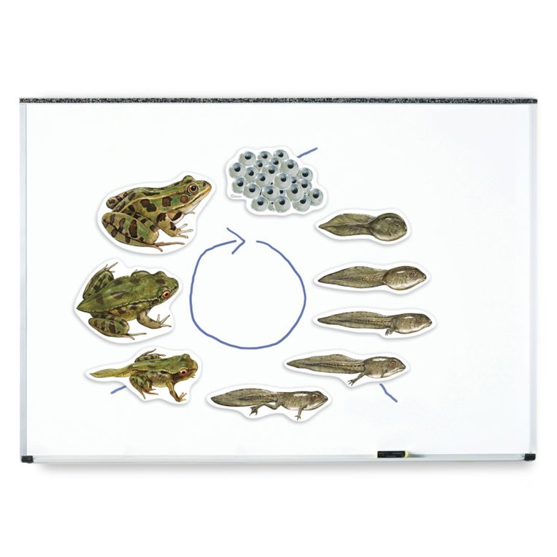 Lebenszyklus "Frosch", magnetisch, 9-tlg.