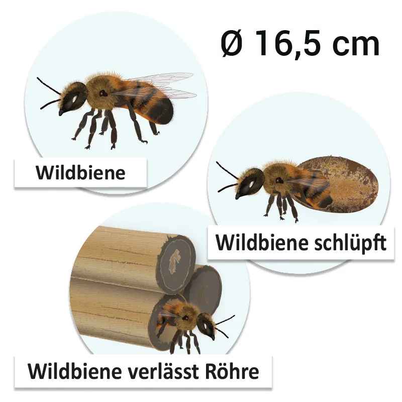 Lebenszyklus "Wildbiene", magnetisch, 16-tlg.