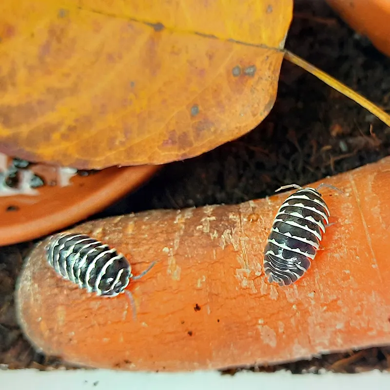 Zuchtset "Asseln", 10-tlg.