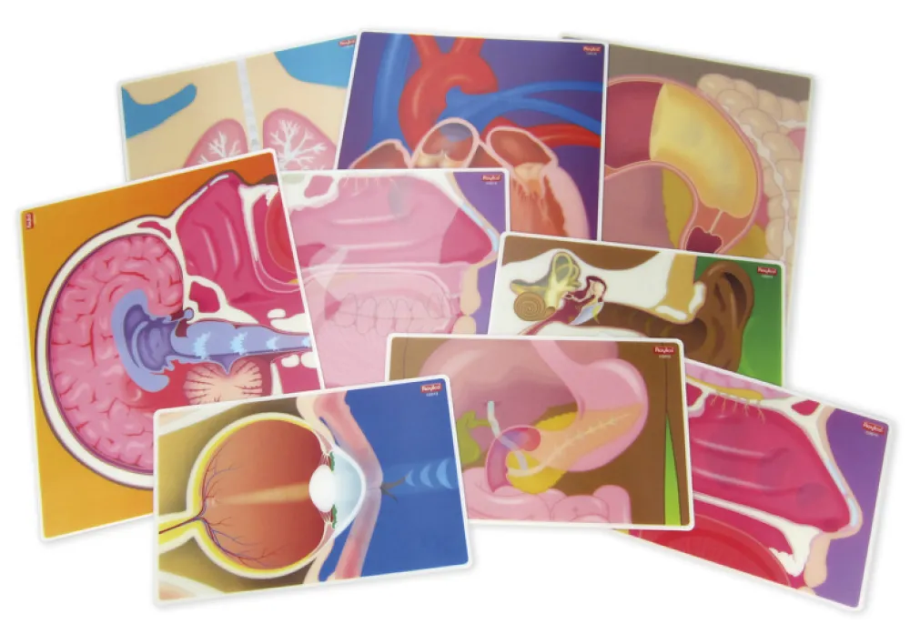 Wackelbilder "Organ-Funktionen", 10-tlg.