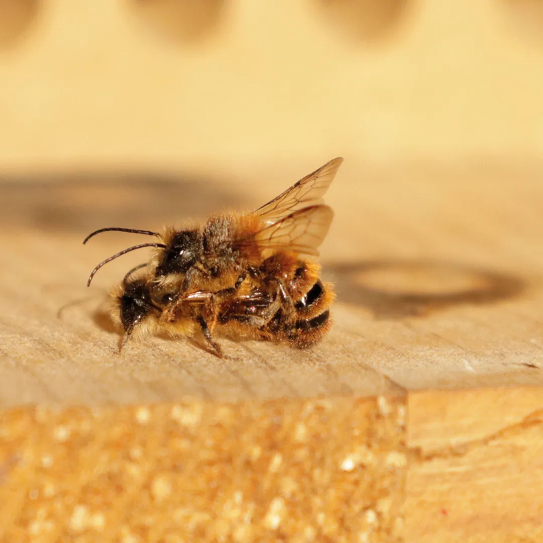 Gutschein-Set "Wildbienen", Rote Mauerbiene, 5-tlg.