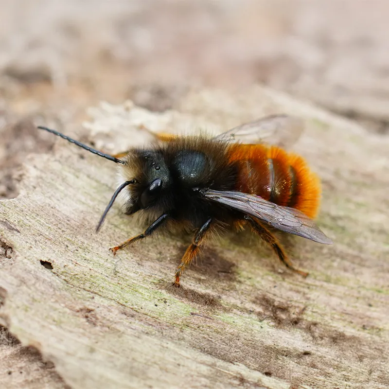 Zuchtset "Wildbienen mit Kokons", Gehörnte Mauerbiene, 5-tlg.