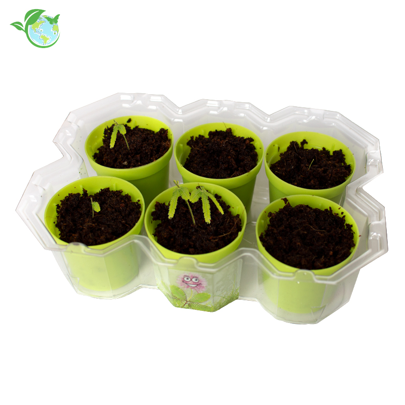 TimeTEX KOSMOS Zuchtset "Mimosen-Garten", 18-tlg.