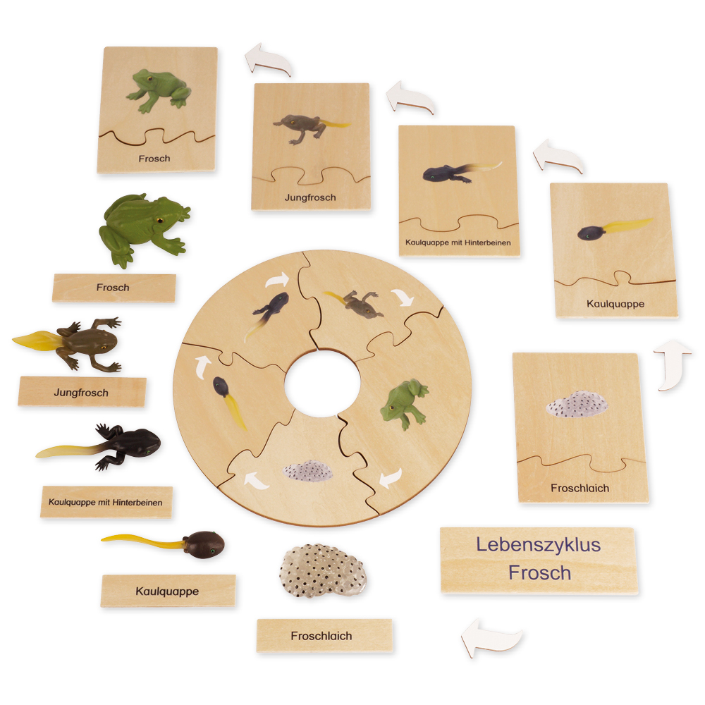 TimeTEX Lebenszyklus eines Frosches, in Holzbox "Montessori Premium"