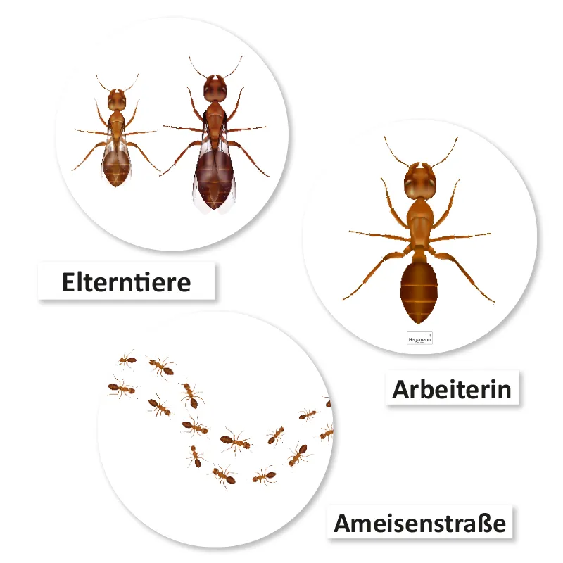 Lebenszyklus und Leben "Ameise", magnetisch, 24-tlg.