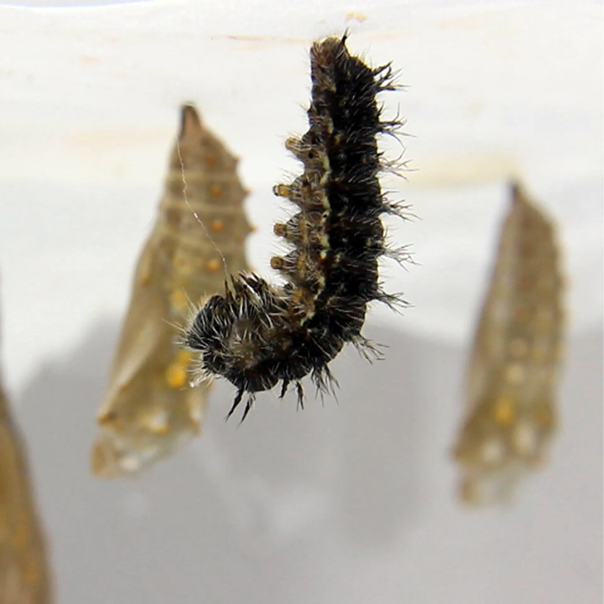 Gruppen-Projektset "Schmetterlinge", Starter-Set, 13-tlg.