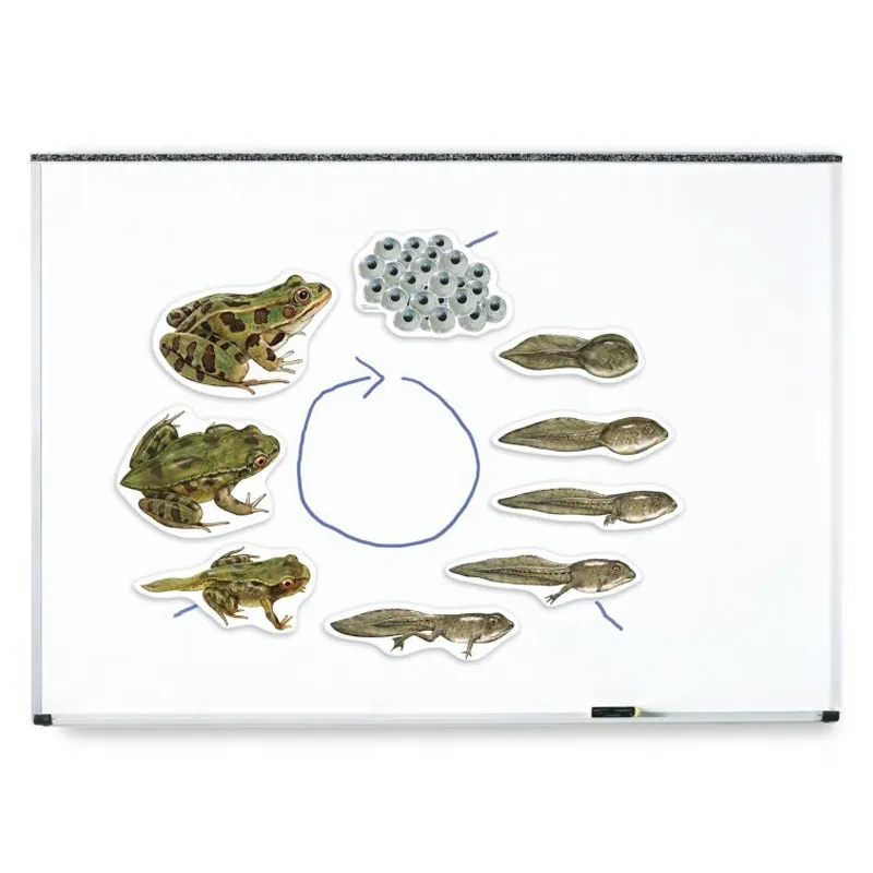 Lebenszyklus "Frosch", magnetisch, 9-tlg.