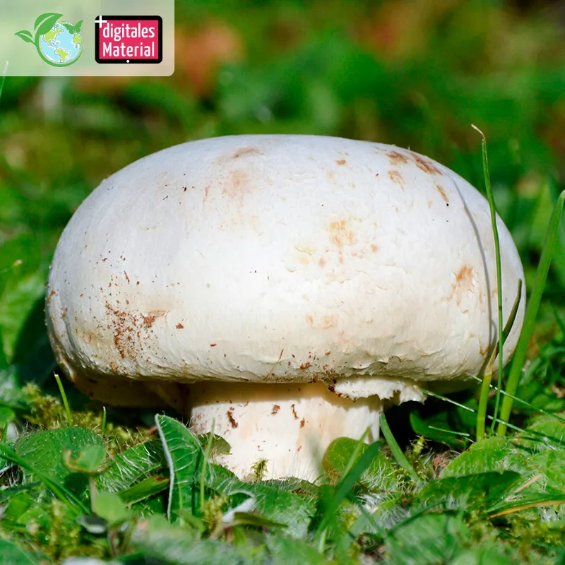 Zuchtset "Champignons weiß", Pilze