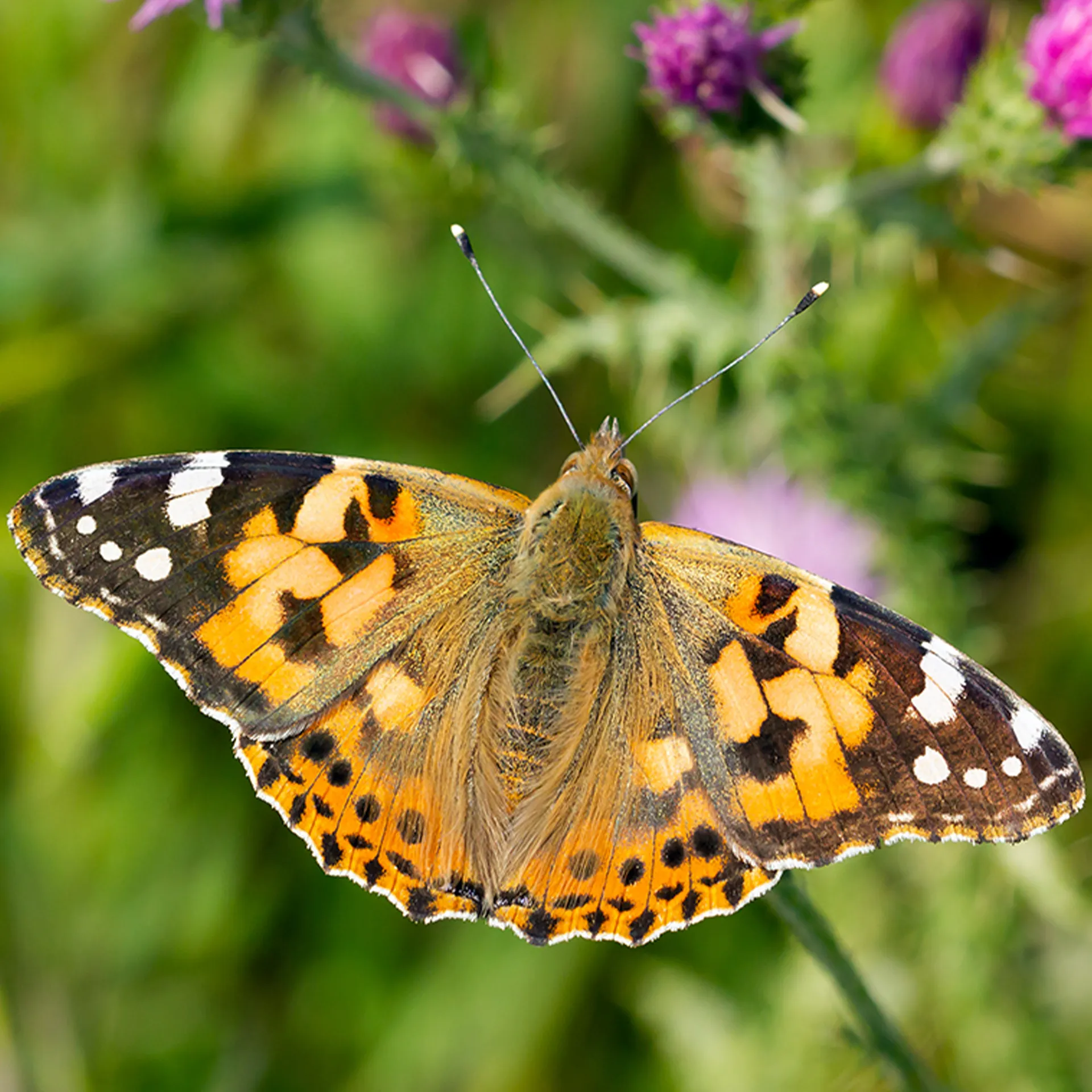 Gruppen-Projektset "Schmetterlinge", Starter-Set, 13-tlg.