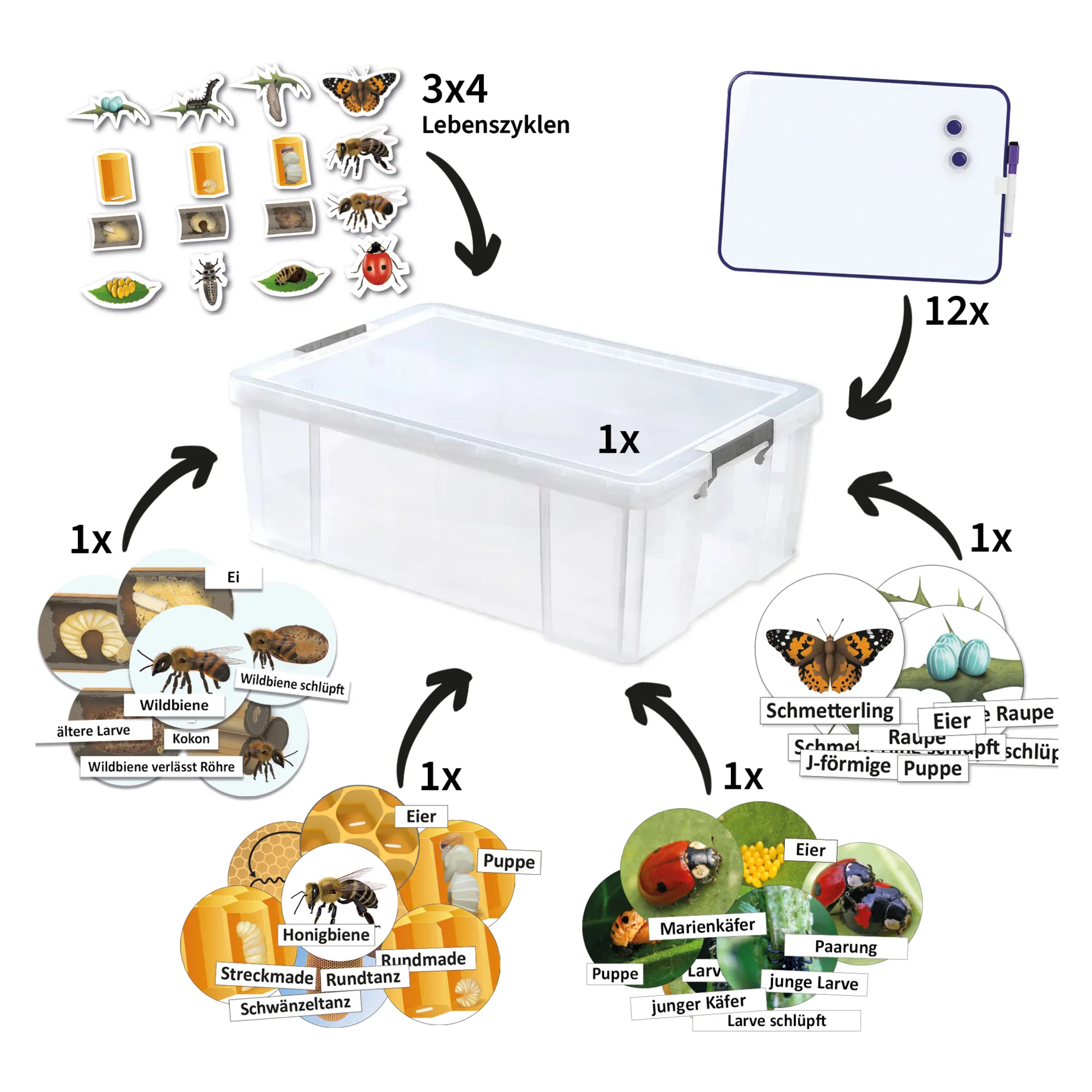 Klassenset Lebenszyklus "Schmetterlinge, Bienen & Marienkäfer", magnetisch, 100-tlg.
