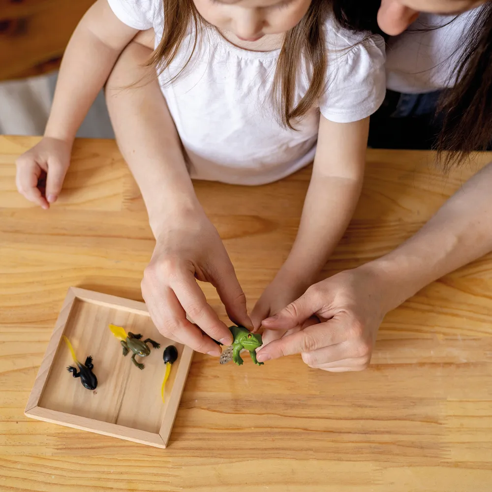 TimeTEX - Ciclul de viață la broaște, în cutie din lemn "Montessori Premium"