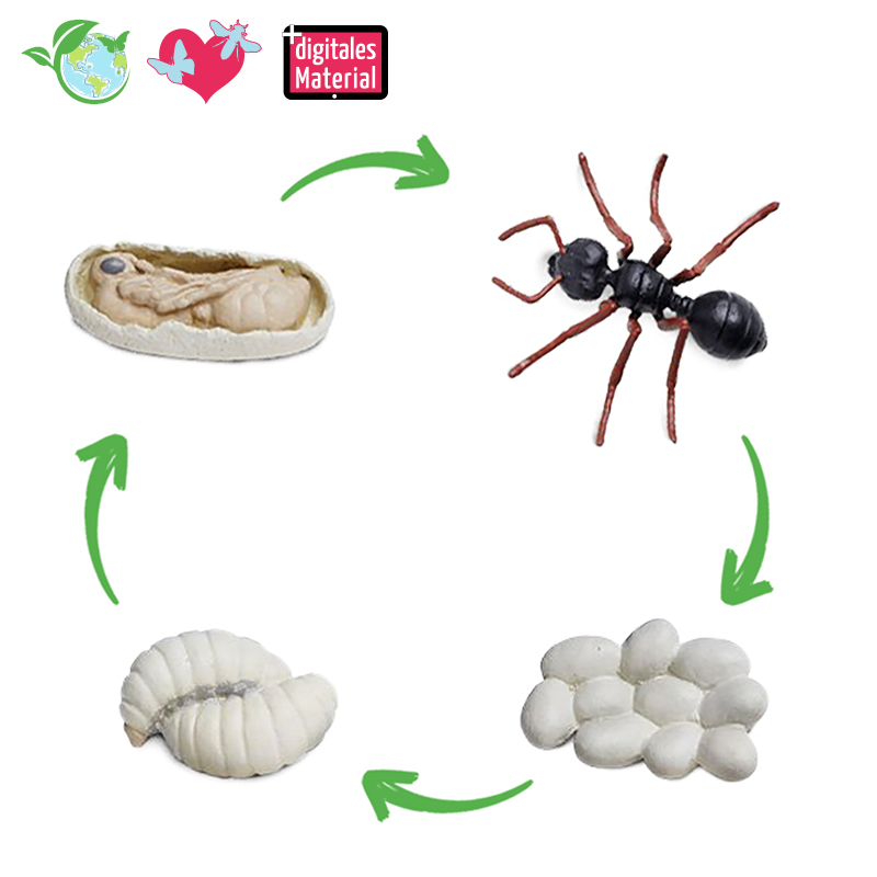 Lebenszyklus-Modell "Ameise", 4-tlg.