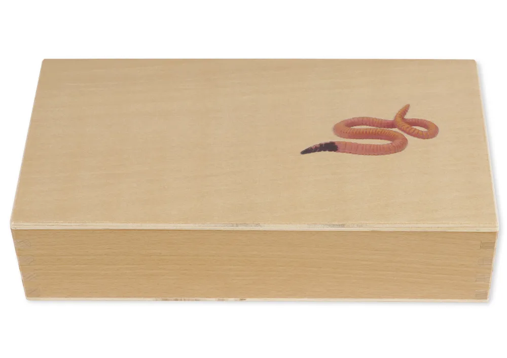 TimeTEX Lebenszyklus eines Regenwurms, in Holzbox "Montessori Premium"