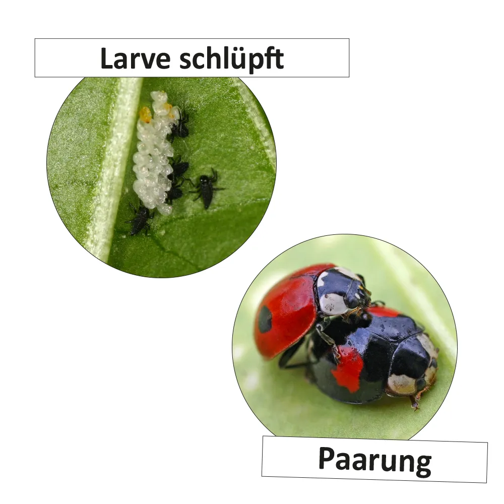 Lebenszyklus "Marienkäfer", magnetisch, 16-tlg.