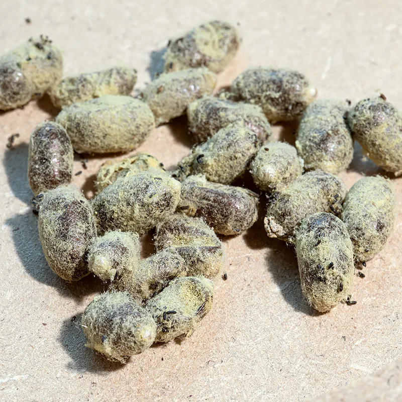 Nachbestellung Wildbienen, Rote Mauerbiene, 25 Kokons