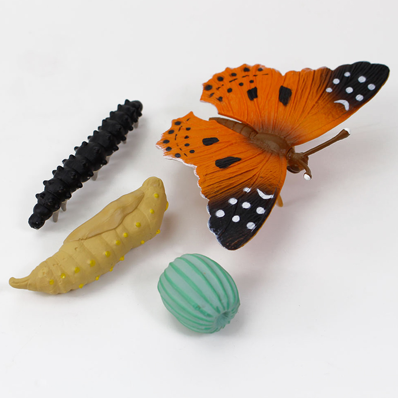 Model cyklu życia „Malowana Dama”, 4 szt.