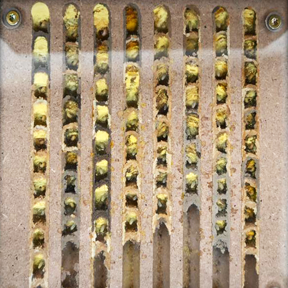 Zuchtset "Wildbienen" kompakt, Rote Mauerbiene, 4-tlg.