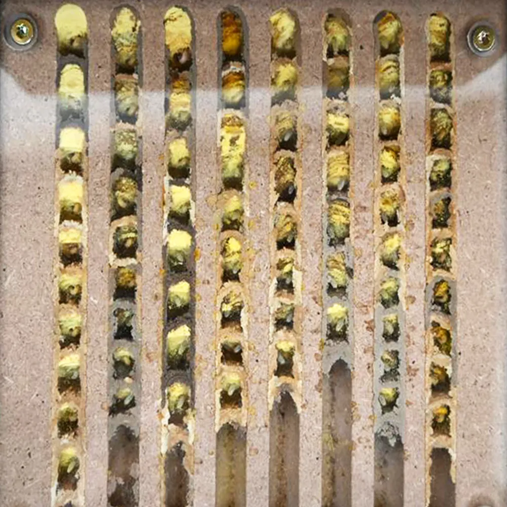 Zuchtset "Wildbienen" kompakt, Rote Mauerbiene, 4-tlg.