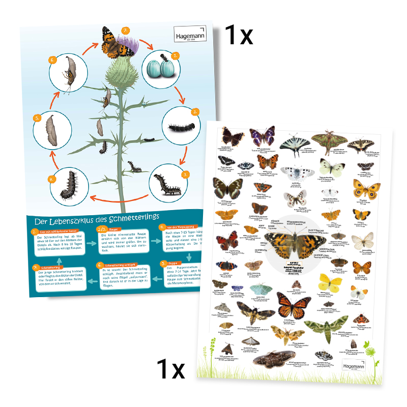 Gruppen-Projektset "Schmetterlinge", 21-tlg. Gruppen-Projektset "Schmetterlinge", 21-tlg.