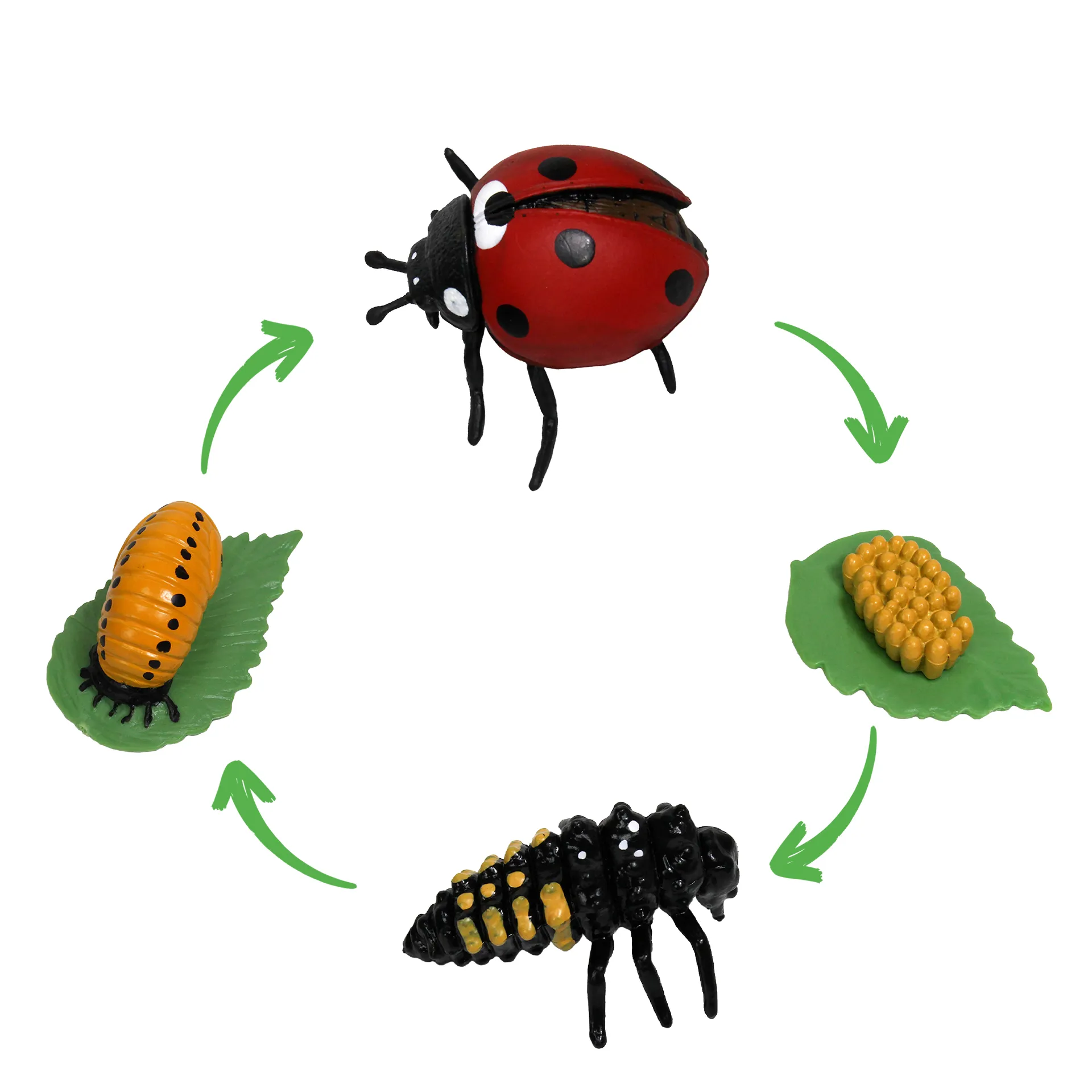 Livscykelmodell "Ladybird", 4 delar.