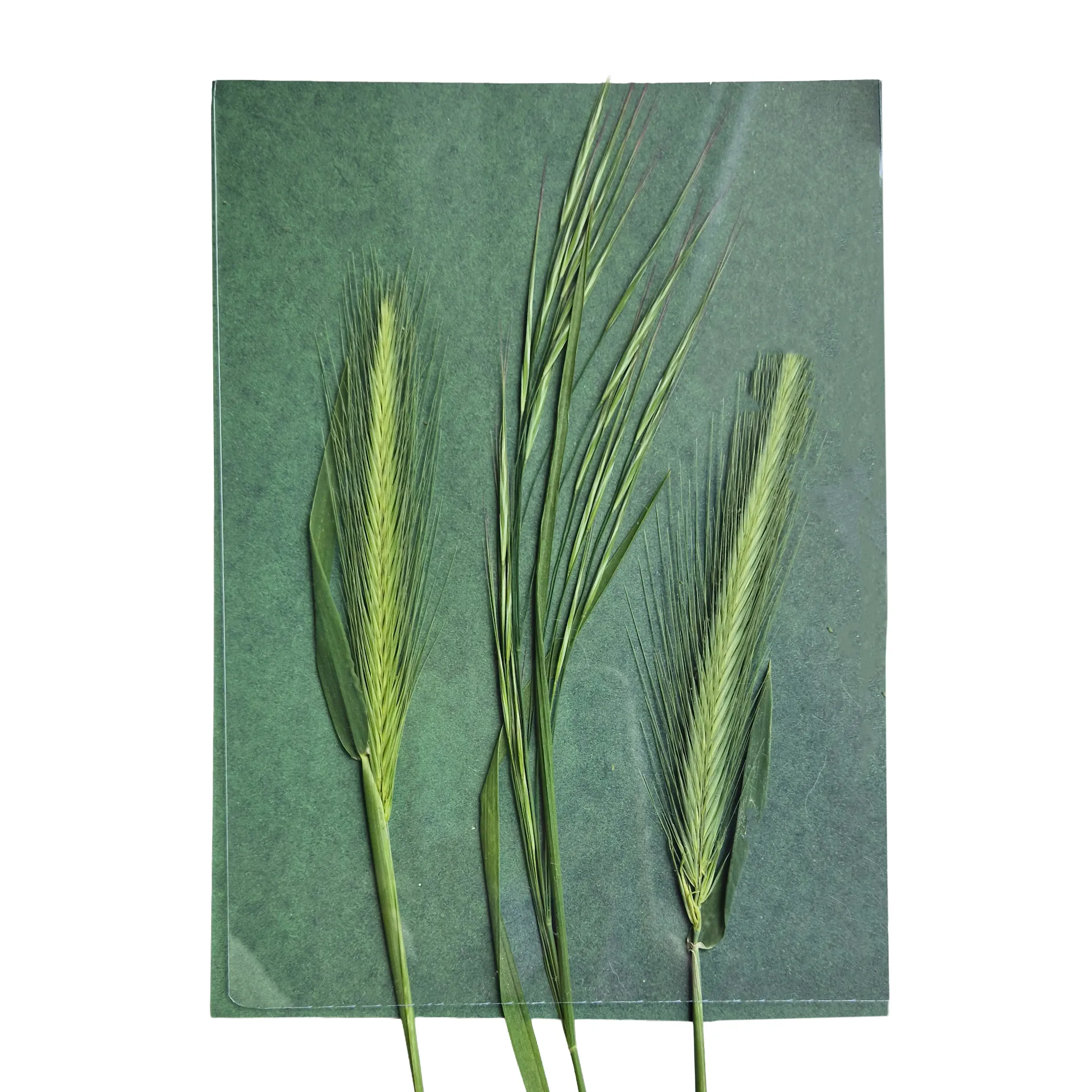 Foto-Solarpapier A5 farbig, mit Fixierscheibe, 16 Blatt