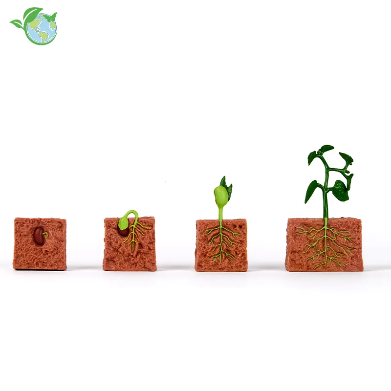 Lebenszyklus-Modell "Bohnenpflanze", 4-tlg.