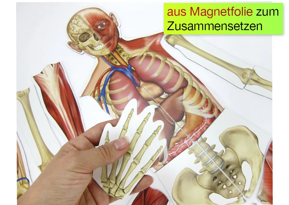 Menschlicher Körper, magnetisch, 17-tlg.