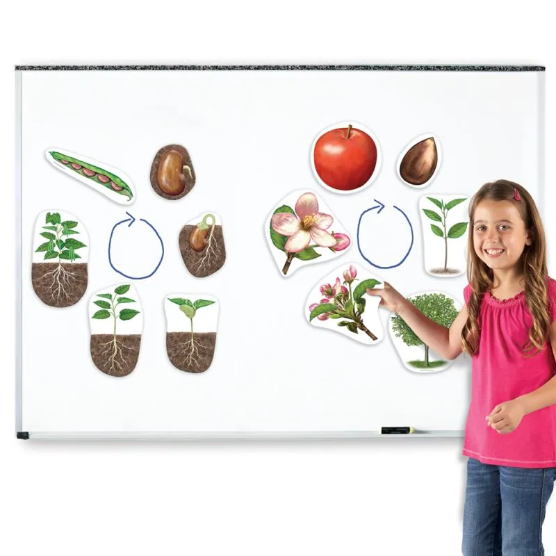 Lebenszyklus "Apfel + Bohne", magnetisch, 12-tlg.