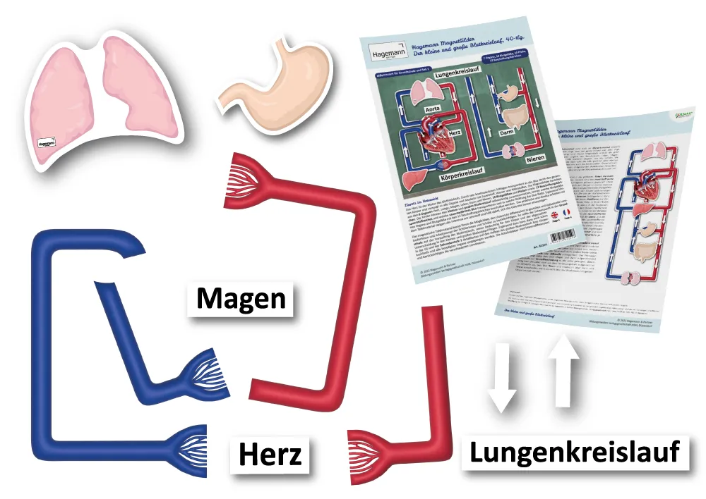 Der kleine und der große Blutkreislauf, magnetisch, 40-tlg.
