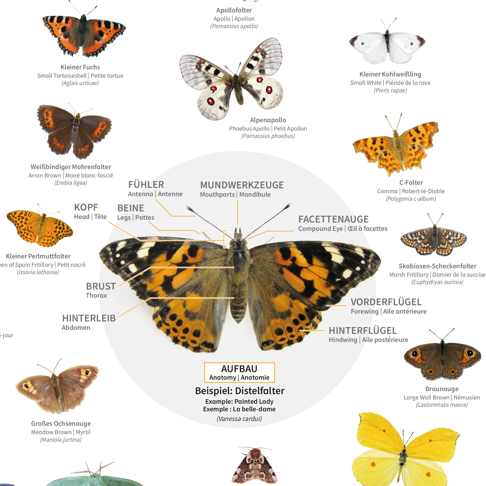 Naturposter A2 "Schmetterlinge"