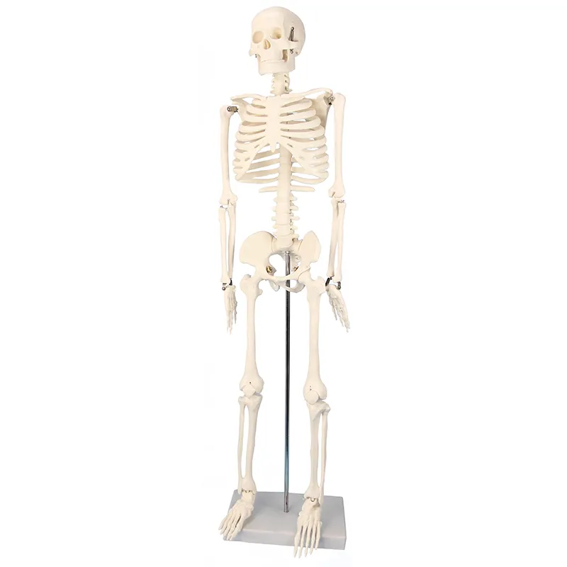 Skelet met statief, 85 cm