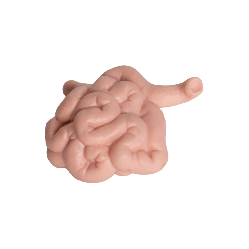 Modell "Innere Organe", 8-tlg. Modell "Innere Organe", 8-tlg.