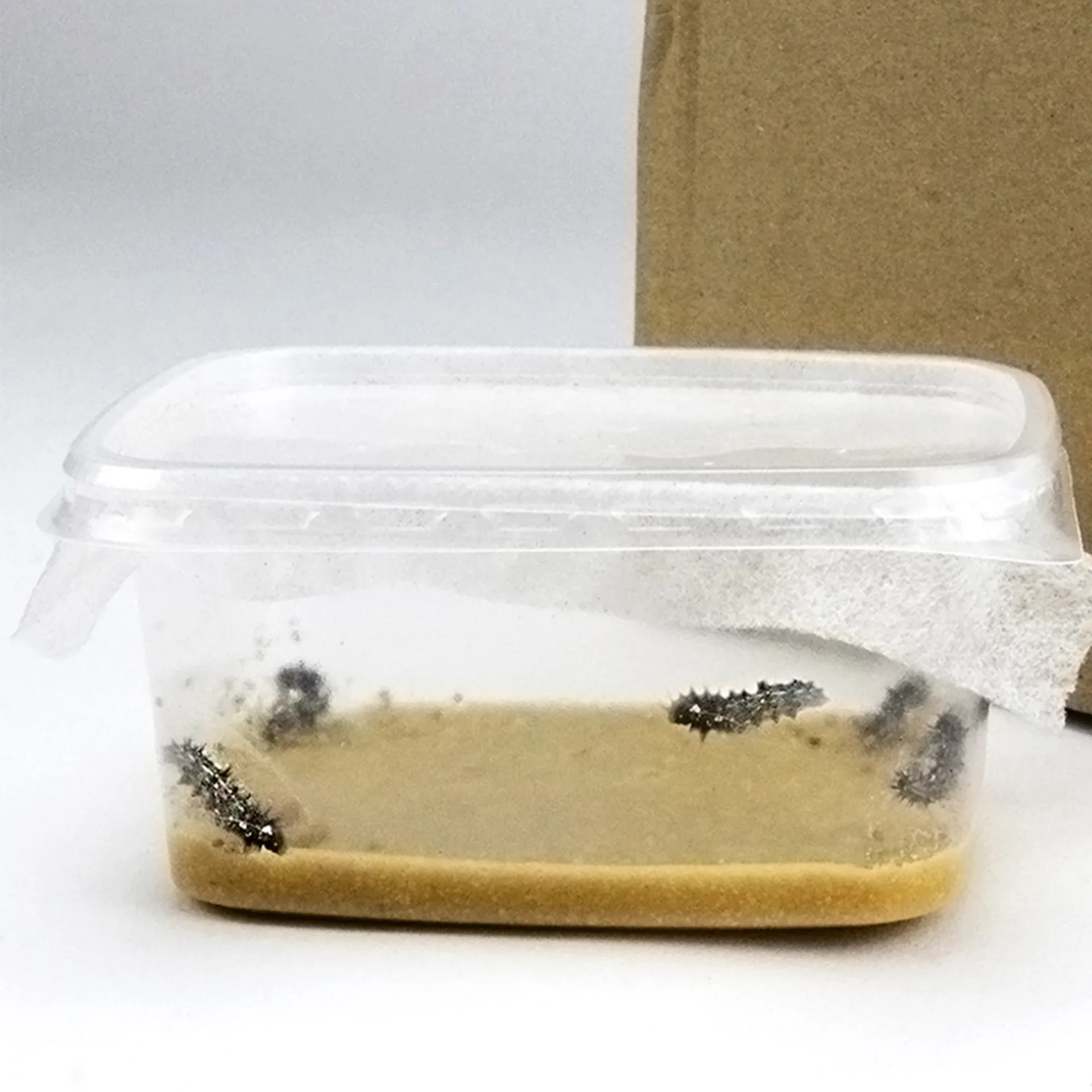 Gruppen-Projektset "Schmetterlinge", Starter-Set, 13-tlg.