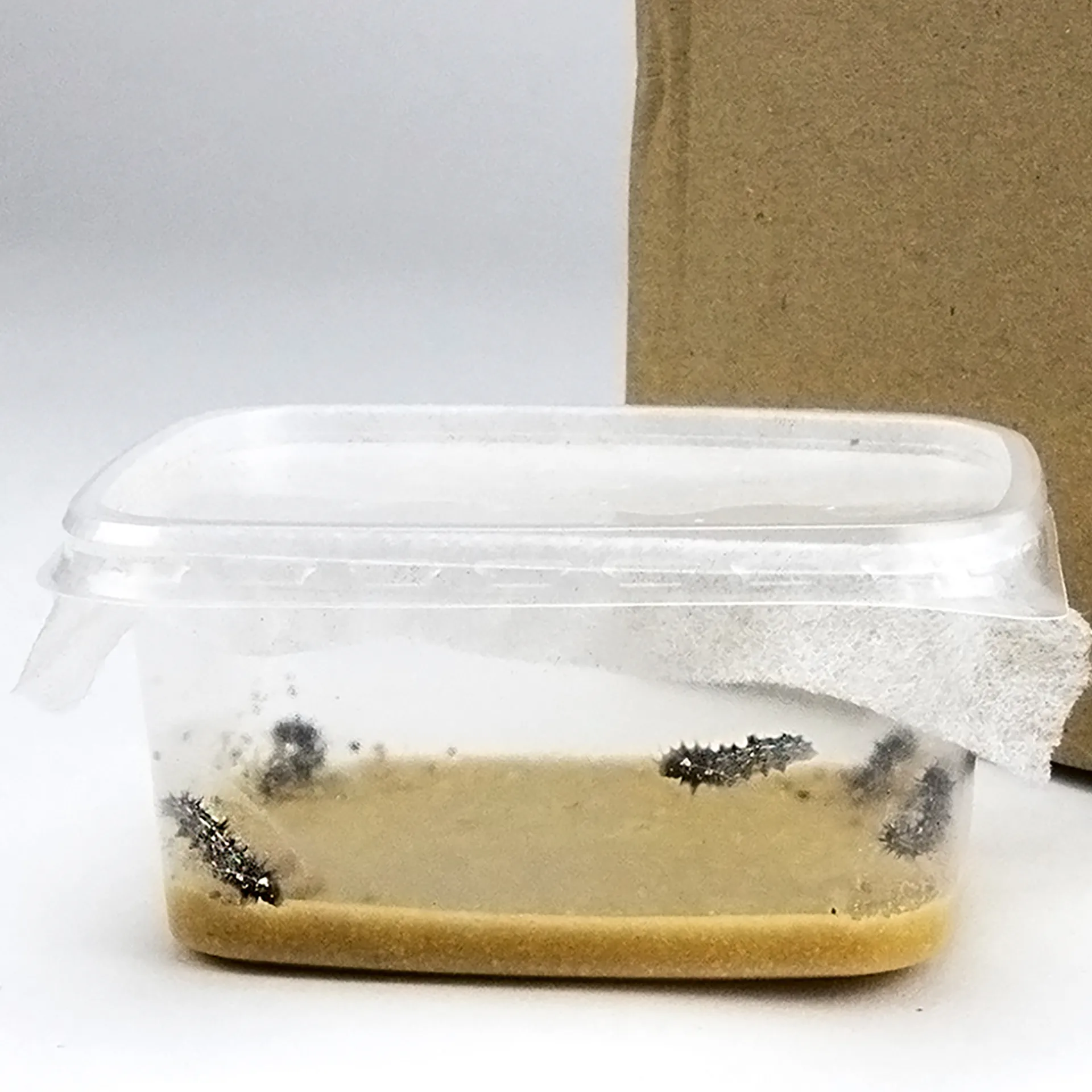 Zuchtset "Schmetterlinge", groß mit XXL-Voliere, 12-tlg.