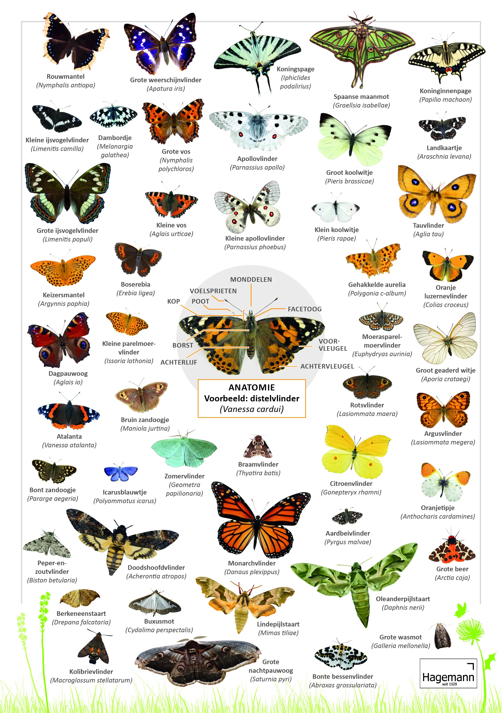 Hagemann kweekset „Vlinders“, 8-delig