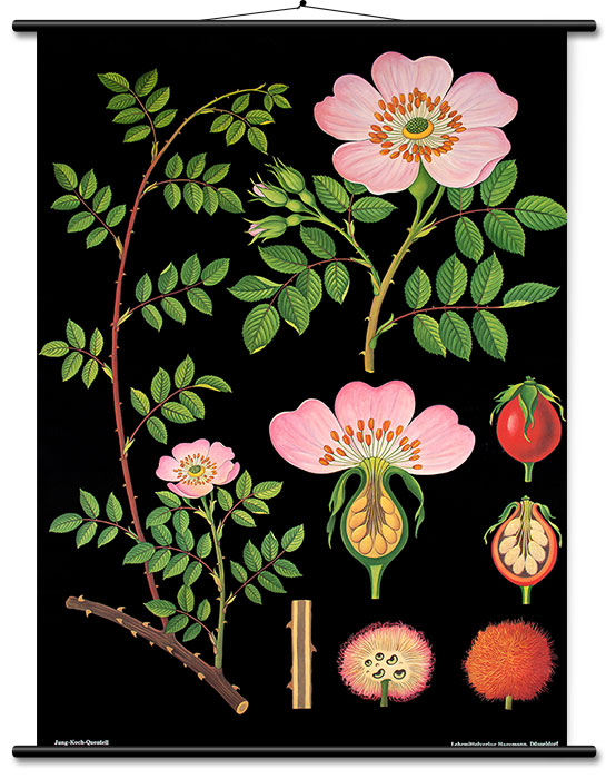 Hagemann Lehrtafel Heckenrose