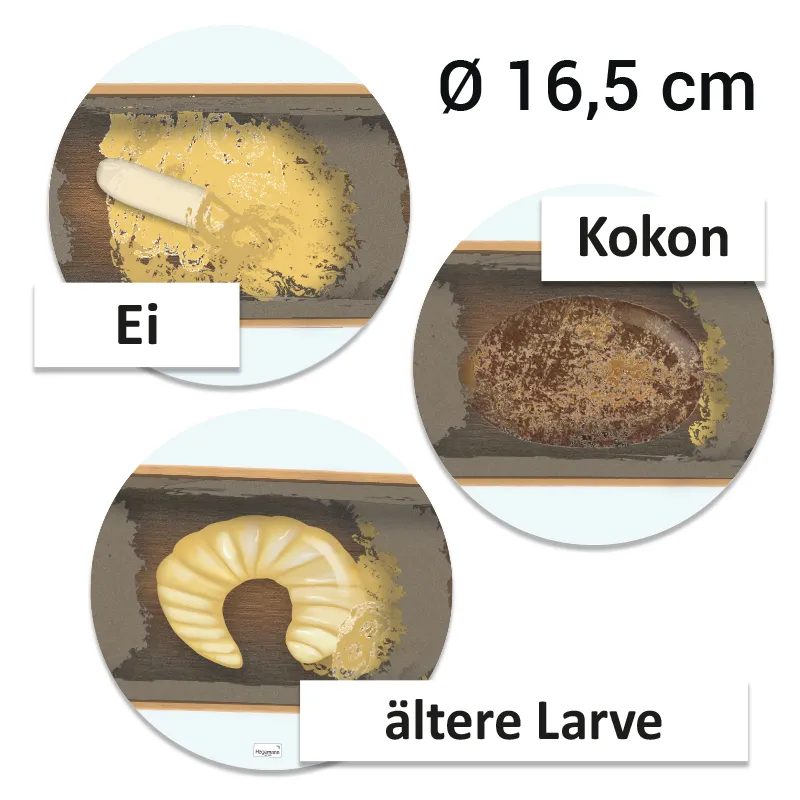 Lebenszyklus "Wildbiene", magnetisch, 16-tlg.