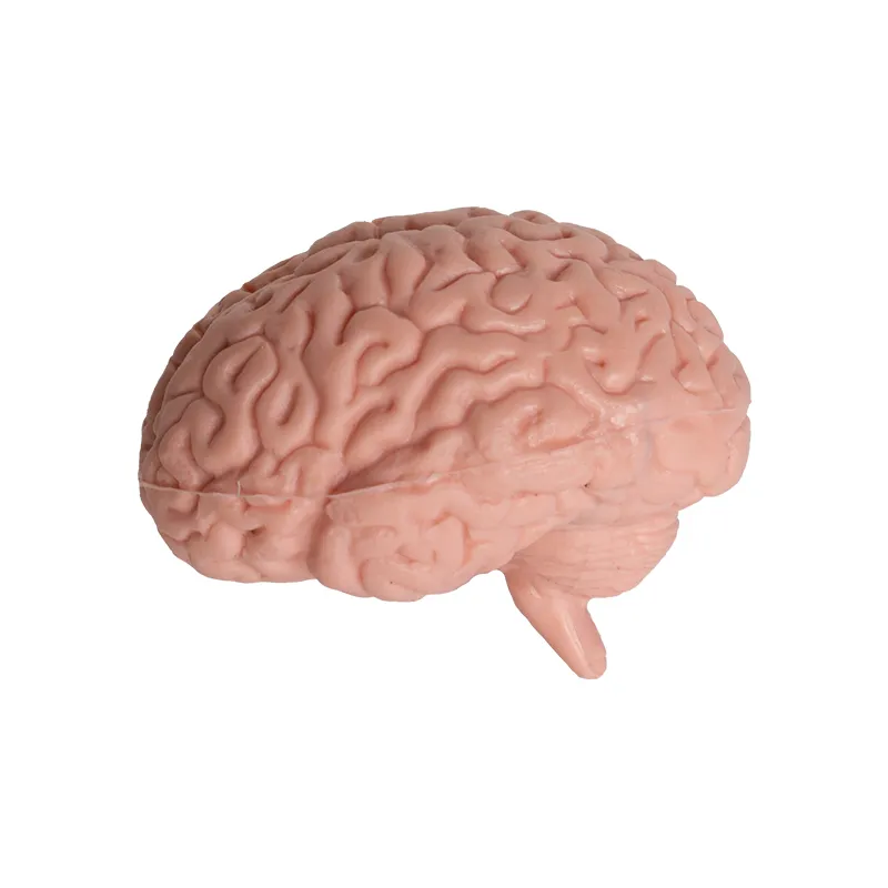 Modell "Innere Organe", 8-tlg.