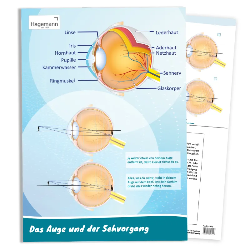 Poster A2 "Das Auge und der Sehvorgang"
