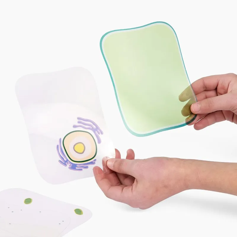 Set Stapelmodell "Pflanzliche und tierische Zelle", 20-tlg.