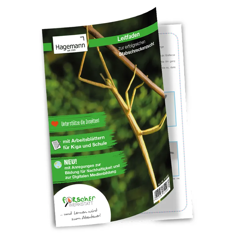 Gruppen-Projektset "Stabschrecken", 7-tlg.