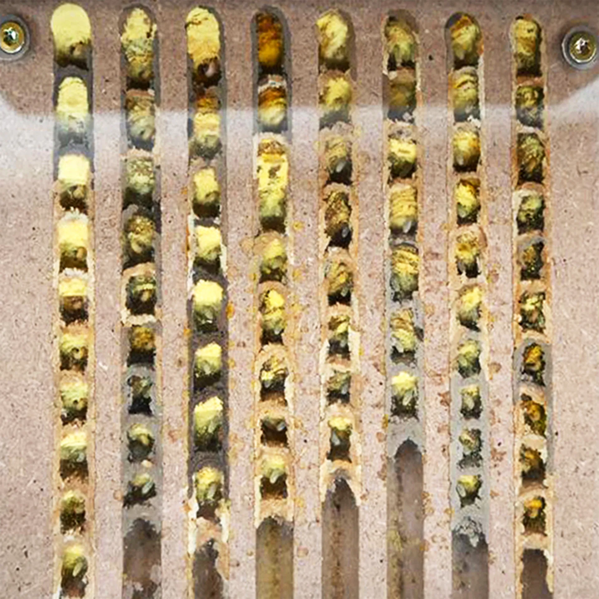Gutschein-Set "Wildbienen" kompakt, Rote Mauerbiene, 5-tlg.