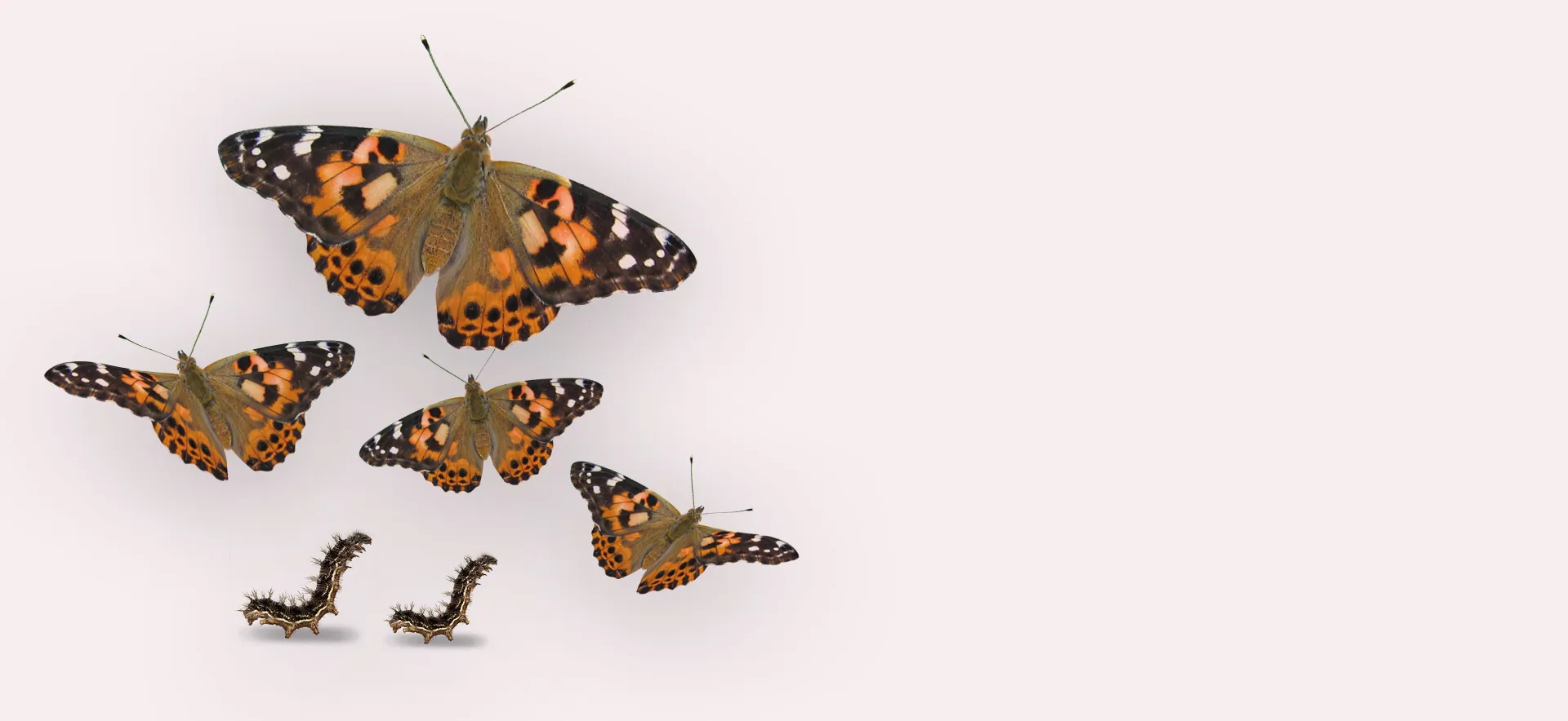 Schmetterlinge züchten im Unterricht