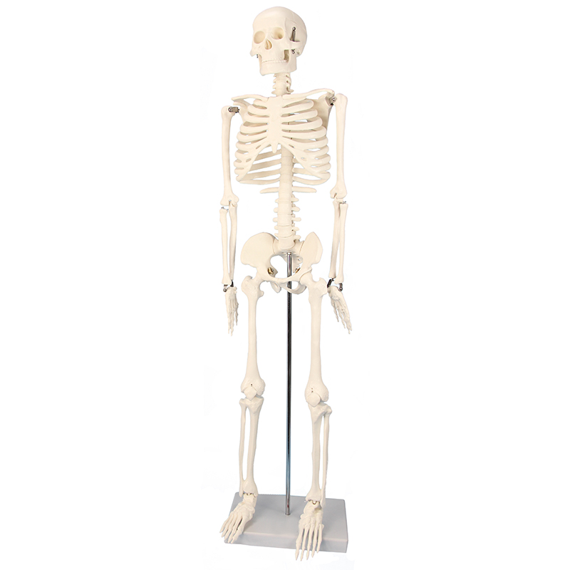 Skelett mit Stativ, 85 cm