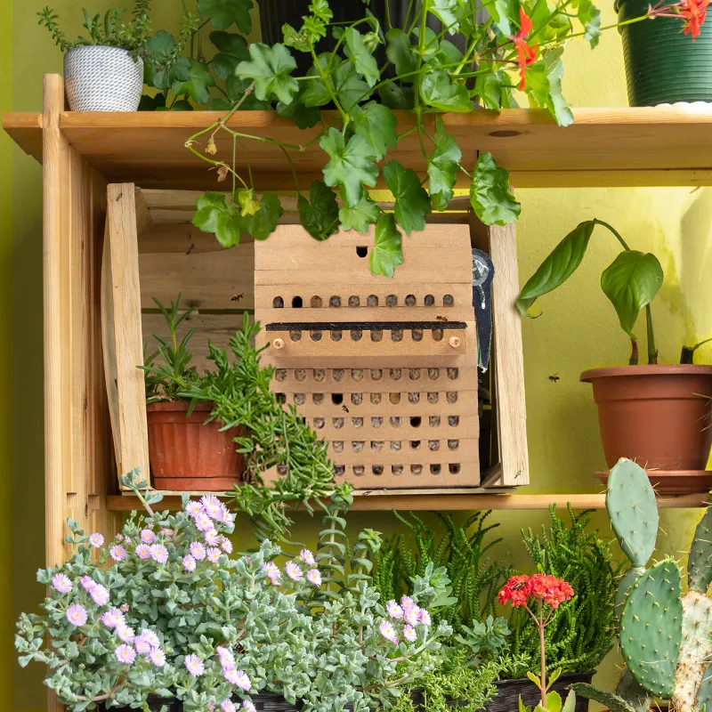 Zuchtset "Wildbienen mit Kokons", Rote Mauerbiene, 5-tlg.