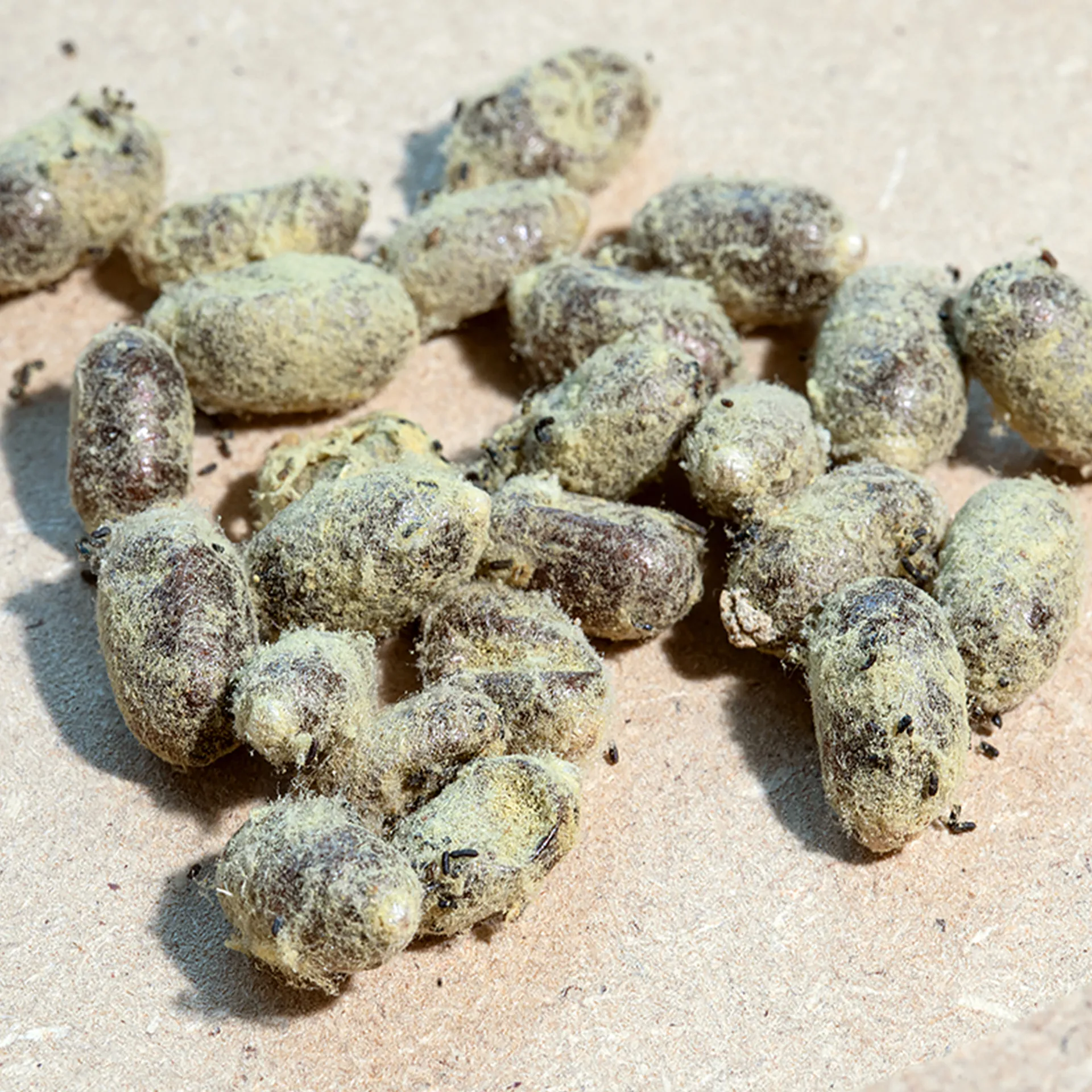 Zuchtset "Wildbienen mit Kokons", Rote Mauerbiene, 5-tlg.