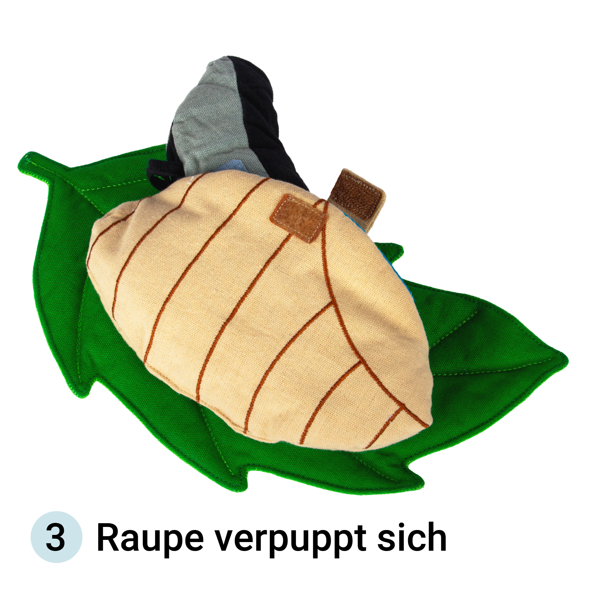 Levenscyclus vlinder, stoffen model, 3-delig